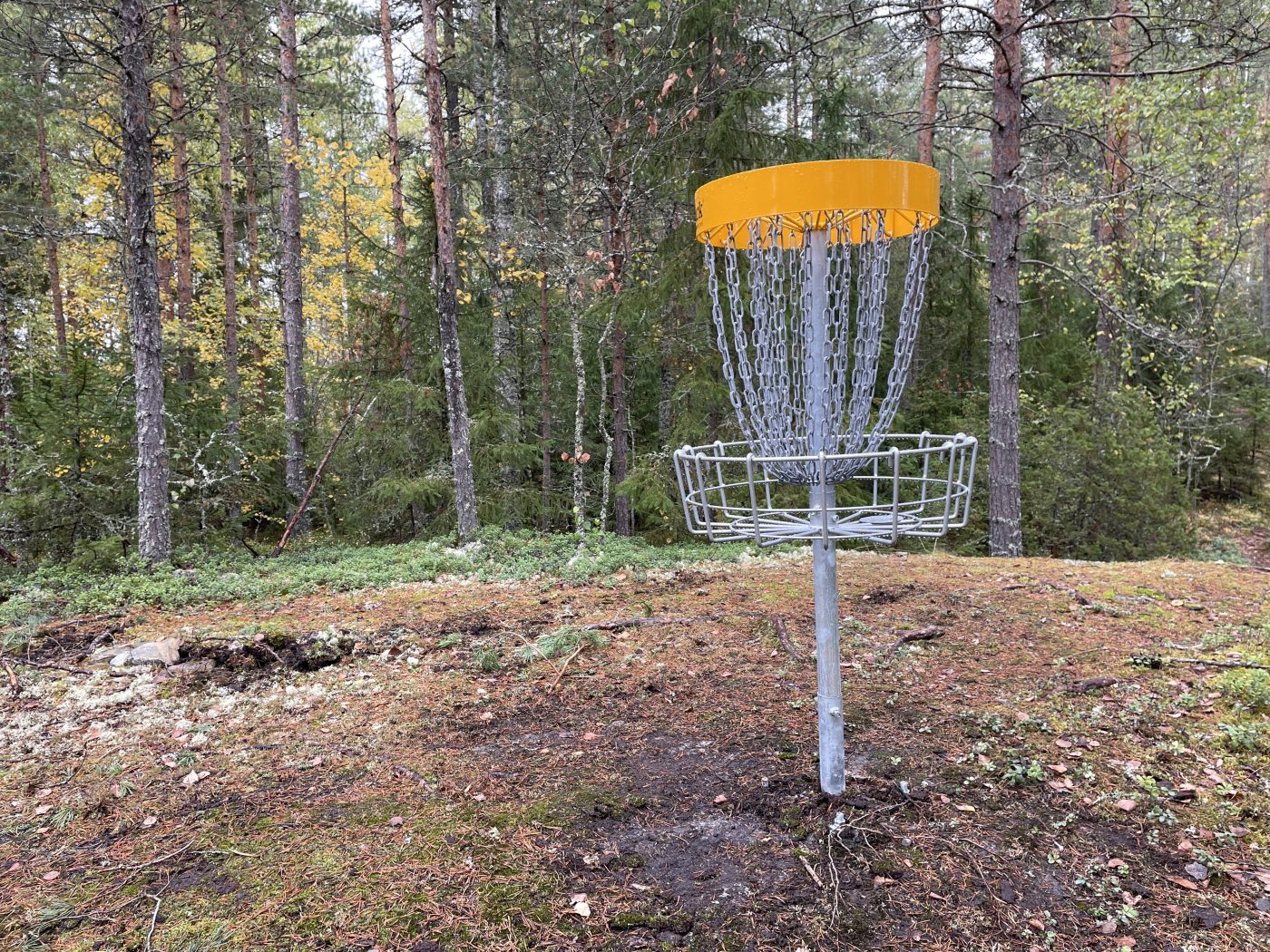 Fisbeegolfkori