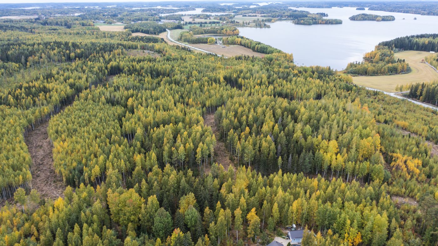 Metsämantereen kuvituskuva