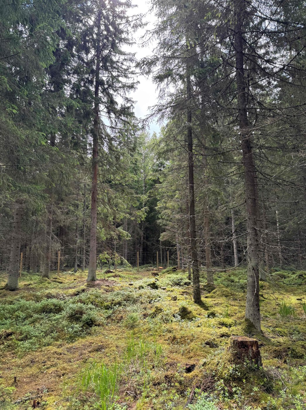 Vesilahden koirametsä.
