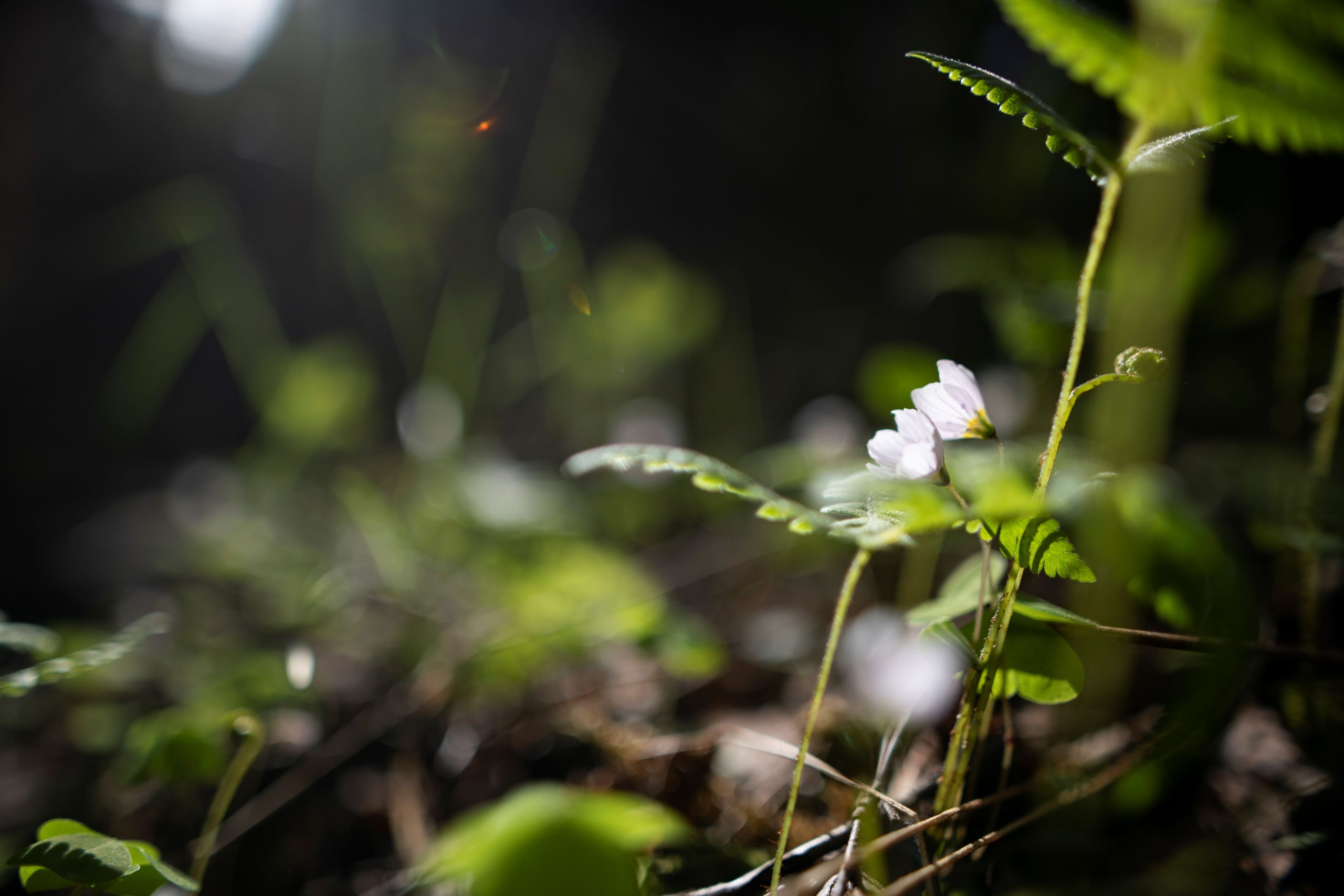 Keväisiä kukkia metsässä.