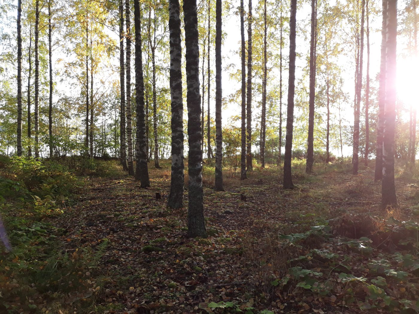 Metsäinen maisema